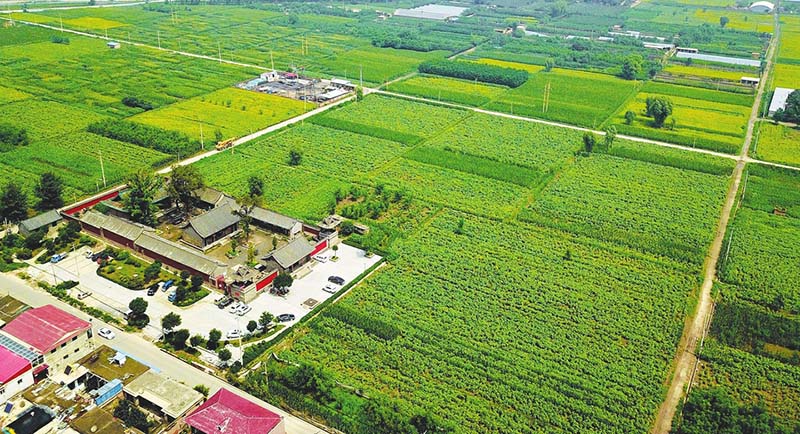 田園變公園村莊變景區省城晉源區王郭村1500畝葵花進入盛花期，百萬朵葵花悉數怒放，吸引了大批游客慕名前來。【詳細】